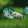 Blue/Green Dalmatian Plakat- Female