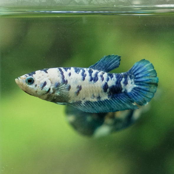 Blue/Green Dalmatian Plakat- Female