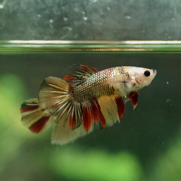 Multicolor/ Galaxy Koi Halfmoon - Female- 13 Weeks Old