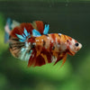 Multicolor/Galaxy Koi Plakat -11 weeks Old