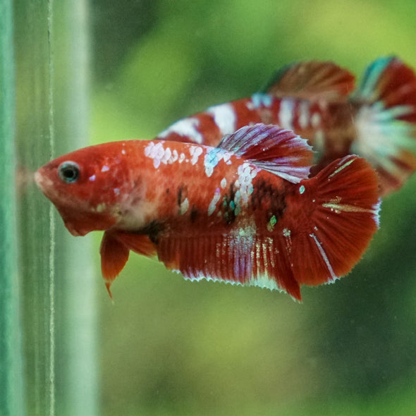 Multicolor/ Galaxy Koi Plakat- Female- 13 Weeks Old