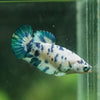 Blue/Green Dalmatian Plakat- Female