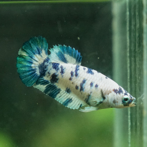 Blue/Green Dalmatian Plakat- Female