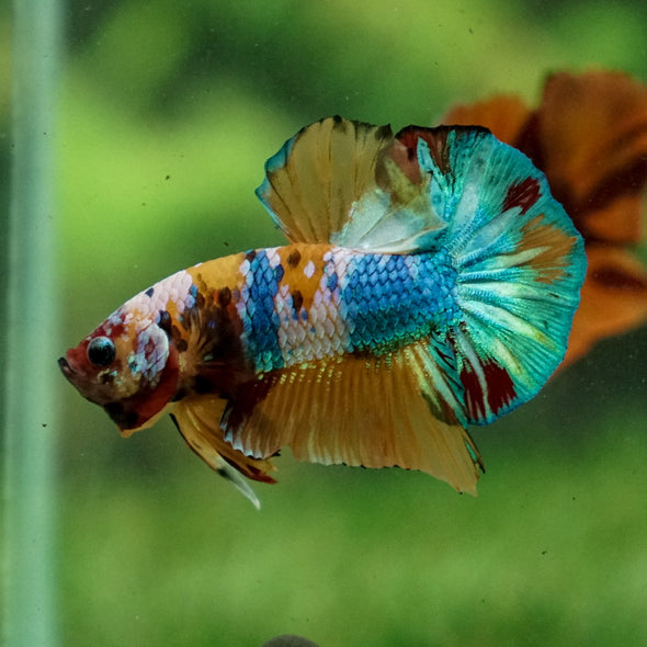 Multicolor/Galaxy Koi Plakat -16 weeks Old