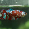 Multicolor/ Galaxy Koi Plakat- Female- 13 Weeks Old