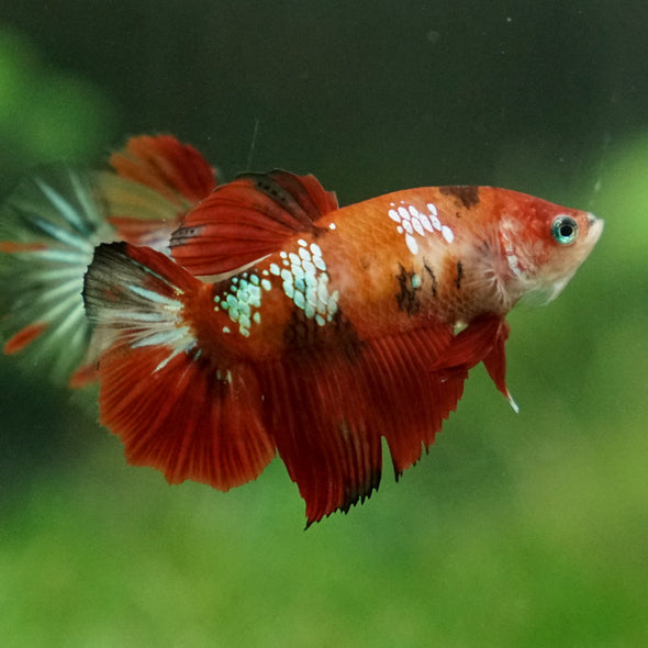 Multicolor/ Galaxy Koi Halfmoon - Female- 13 Weeks Old