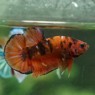 Multicolor/Galaxy Koi Plakat -13 weeks Old