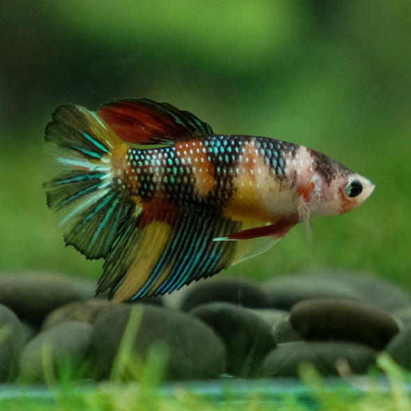 Multicolor/ Galaxy Koi Halfmoon - Female- 13 Weeks Old