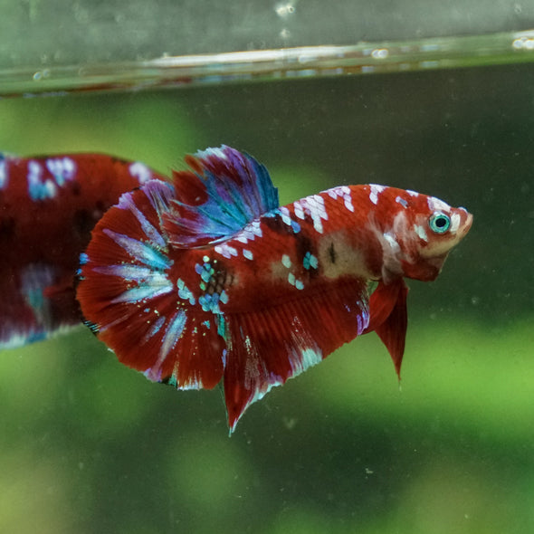 Multicolor/Galaxy Koi Plakat -13 weeks Old