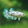 Blue/Green Dalmatian Plakat- Female