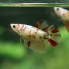 Multicolor/ Galaxy Koi Halfmoon - Female- 13 Weeks Old