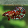 Multicolor/ Galaxy Koi Plakat- Female- 13 Weeks Old