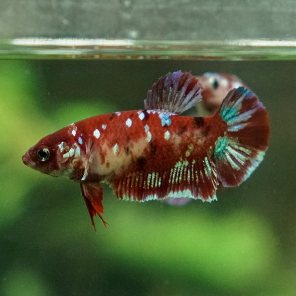 Multicolor/ Galaxy Koi Plakat- Female- 13 Weeks Old