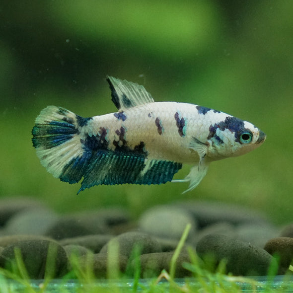 Blue/Green Dalmatian Plakat- Female