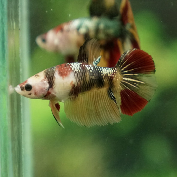 Multicolor/ Galaxy Koi Halfmoon - Female- 14 Weeks Old