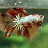 Galaxy Koi Halfmoon - 14 weeks old