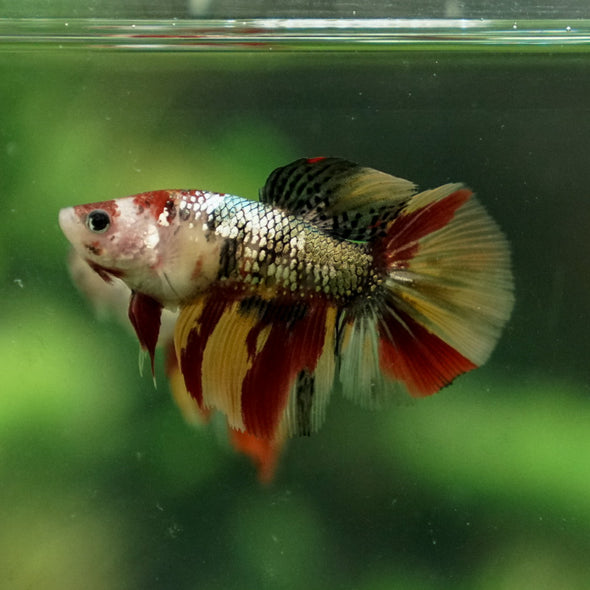 Multicolor/ Galaxy Koi Halfmoon - Female- 14 Weeks Old