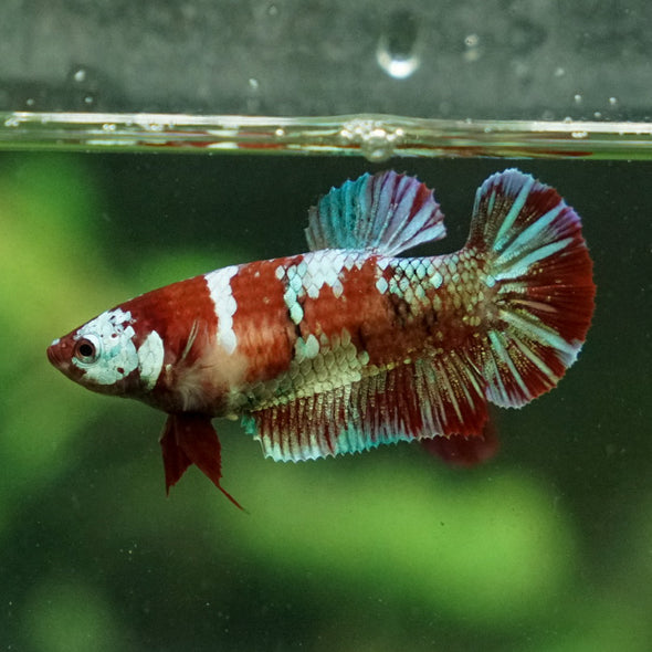 Multicolor/ Galaxy Koi Plakat- Female- 13 Weeks Old