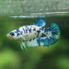 Blue/Green Dalmatian Plakat- Female