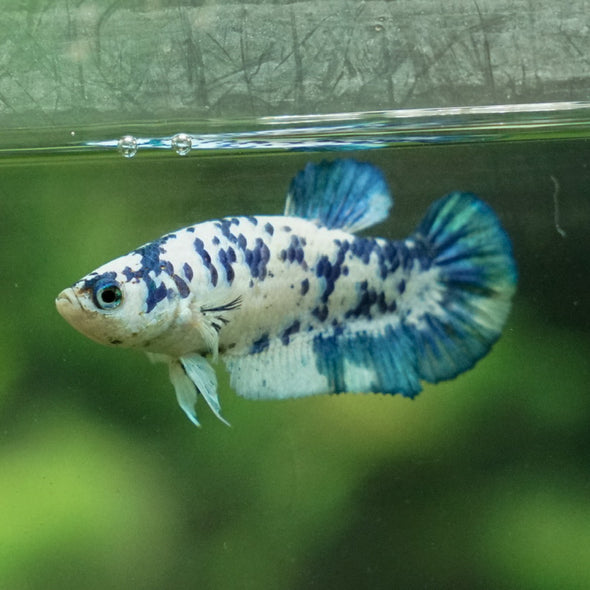 Blue/Green Dalmatian Plakat- Female