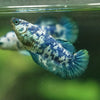 Blue/Green Dalmatian Plakat- Female