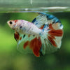 Candy/Galaxy Koi Halfmoon - 11 weeks old