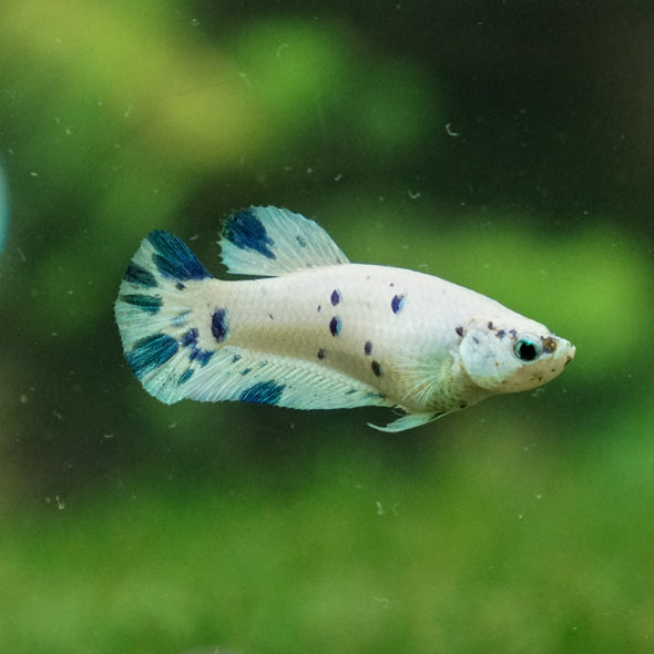 Blue/Green Dalmatian Plakat- Female