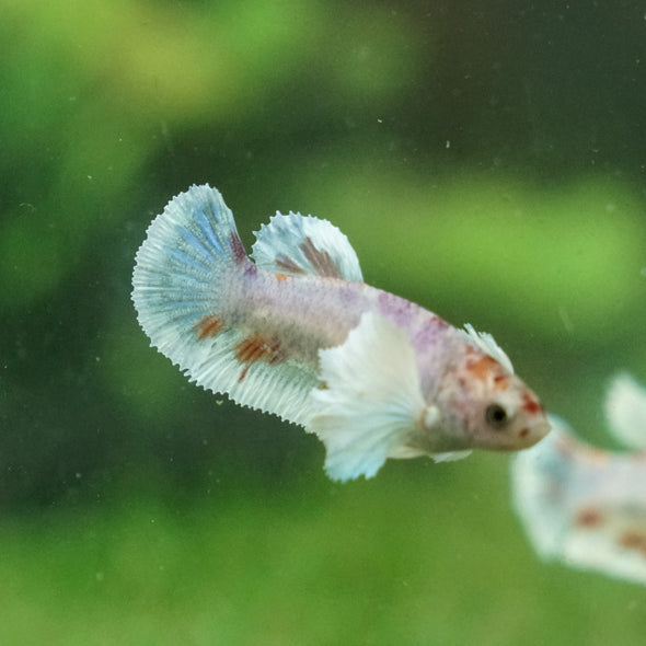 Candy Koi Plakat- Female- 9 Weeks Old