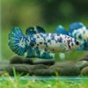 Blue/Green Dalmatian Plakat- Female