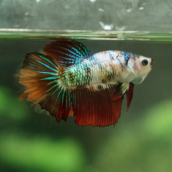 Multicolor/ Galaxy Koi Halfmoon - Female- 13 Weeks Old