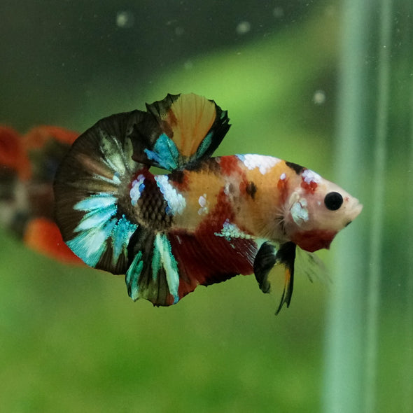 Multicolor/Galaxy Koi Plakat -11 weeks Old