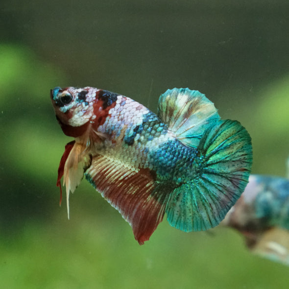 Multicolor/Galaxy Koi Plakat -13 weeks Old