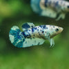 Blue/Green Dalmatian Plakat- Female