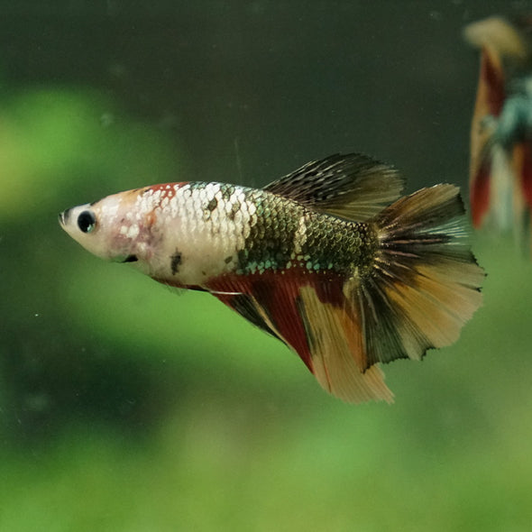 Multicolor/ Galaxy Koi Halfmoon - Female- 14 Weeks Old