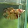 Multicolor/ Galaxy Koi Halfmoon - Female- 14 Weeks Old