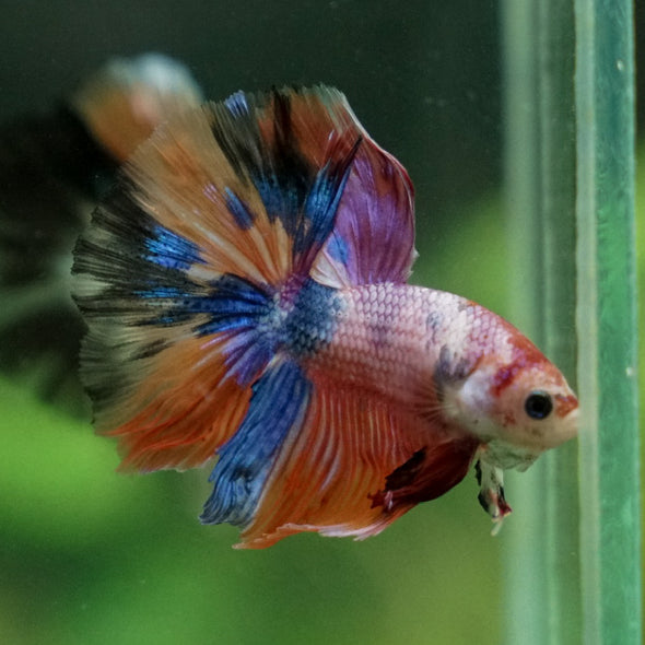 Candy/Galaxy Koi Halfmoon - 11 weeks old