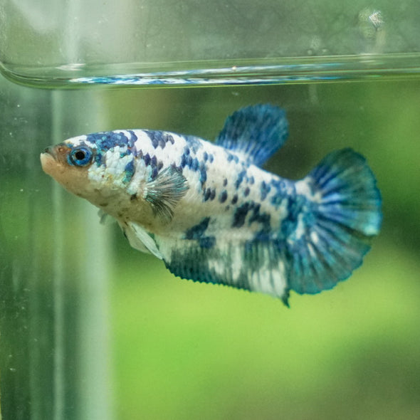 Blue/Green Dalmatian Plakat- Female