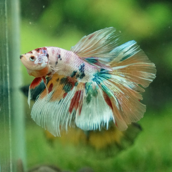 Galaxy Koi Halfmoon - 14 weeks old