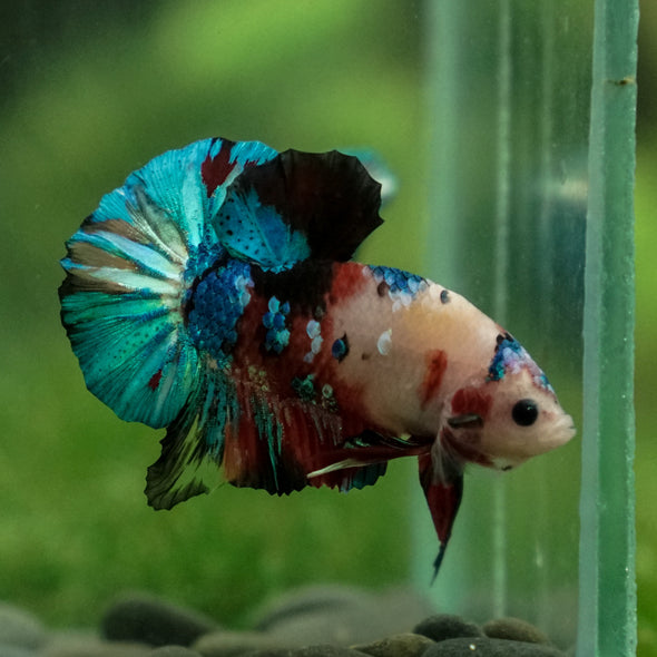 Multicolor/Galaxy Koi Plakat -13 weeks Old