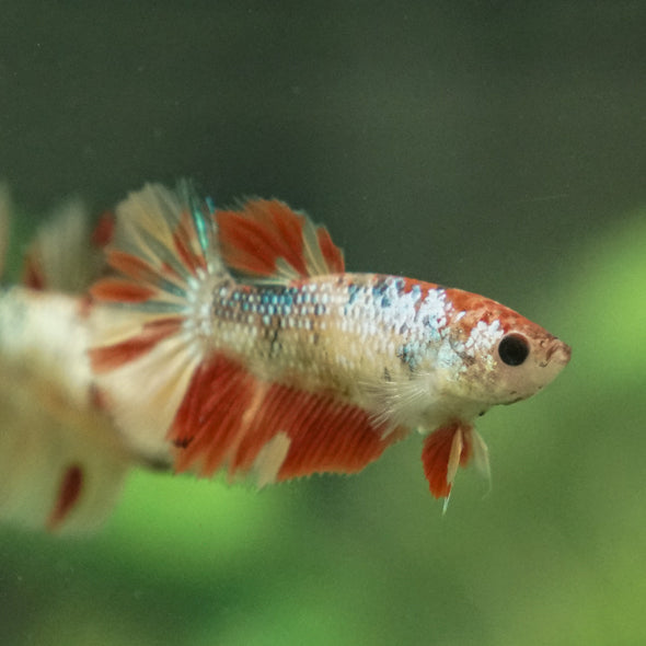 Multicolor/ Galaxy Koi Halfmoon - Female- 13 Weeks Old