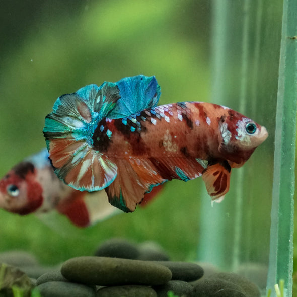 Multicolor/Galaxy Koi Plakat -13 weeks Old