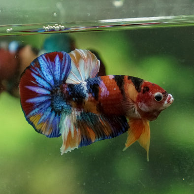 Multicolor/Galaxy Koi Plakat -13 weeks Old