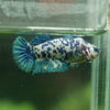 Blue/Green Dalmatian Plakat- Female