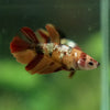 Multicolor/ Galaxy Koi Halfmoon - Female- 14 Weeks Old