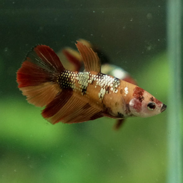 Multicolor/ Galaxy Koi Halfmoon - Female- 14 Weeks Old