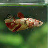 Multicolor/ Galaxy Koi Halfmoon - Female- 14 Weeks Old