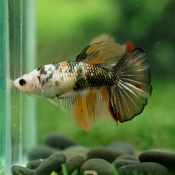 Multicolor/ Galaxy Koi Halfmoon - Female- 14 Weeks Old