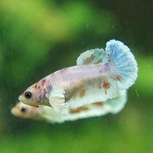 Candy Koi Plakat- Female- 9 Weeks Old