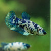 Blue/Green Dalmatian Plakat- Female