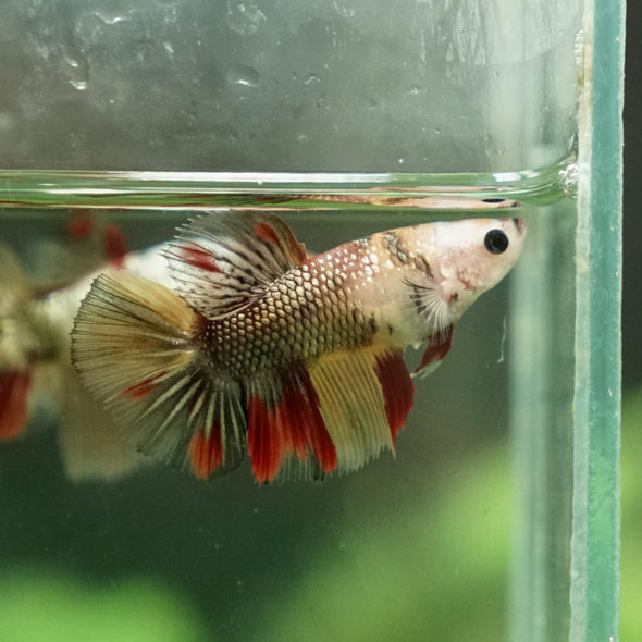 Multicolor/ Galaxy Koi Halfmoon - Female- 13 Weeks Old